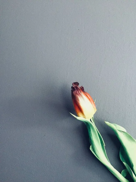 Delicate Tulip Pada Latar Belakang Abu Abu — Stok Foto