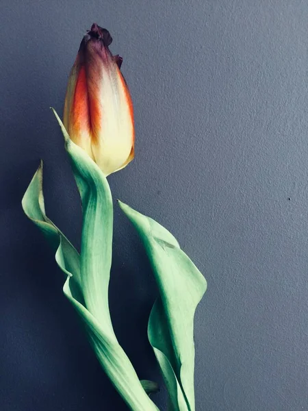 Zarte Tulpe Auf Grauem Hintergrund — Stockfoto