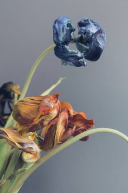 Vintage, pastel, laleler ve blu-gri arkaplan