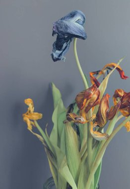 Vintage, pastel, laleler ve blu-gri arkaplan