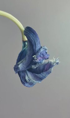 Eski, pastel, eski, blu lale ve blu-gri arkaplan