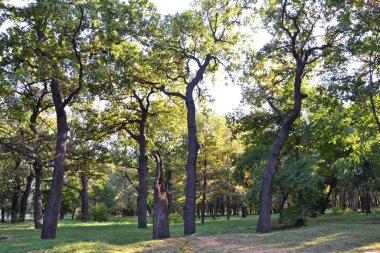  Park Oak Grove Centennial Devleri