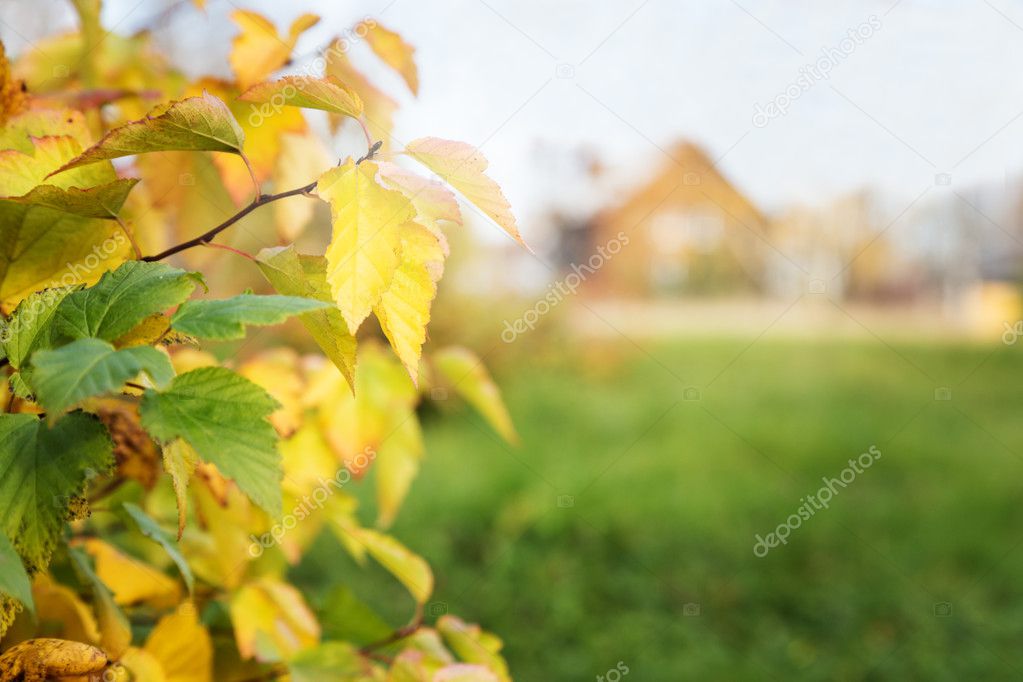 Autumn background. Part of tree, blurred house on background