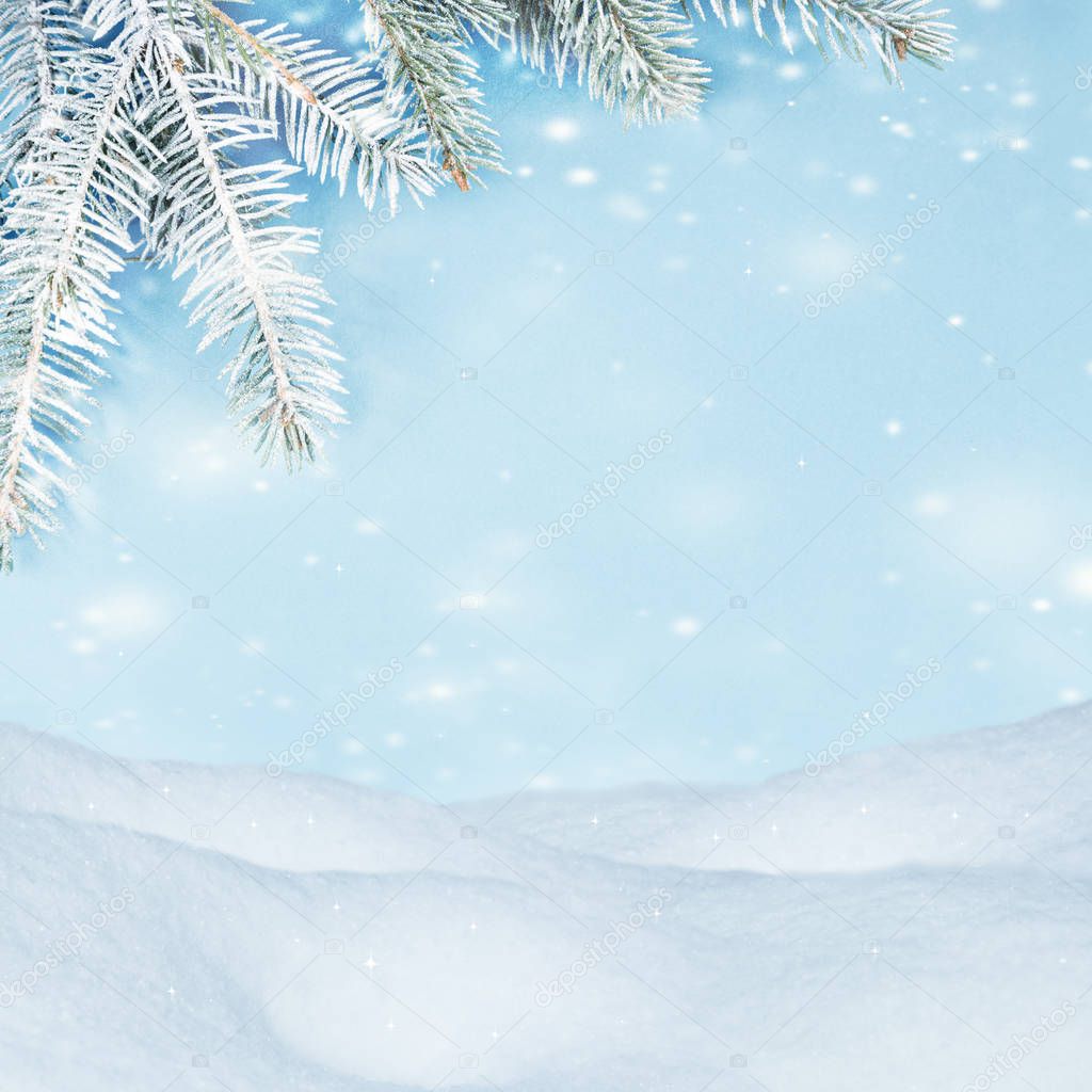 Beautiful winter background. Snowdrifts, spruce branches, flying snow