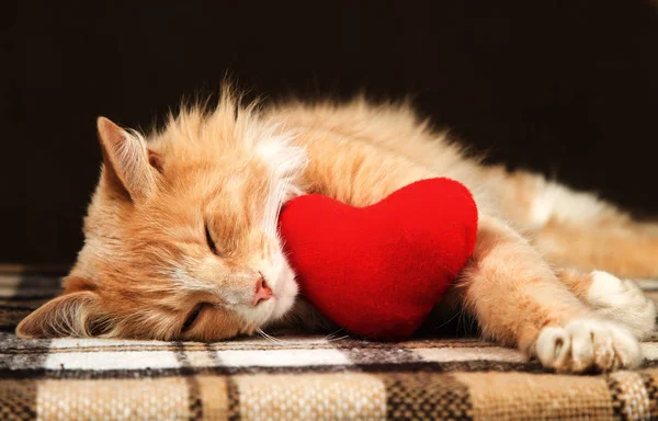 Złoty czerwony kot śpi, przytulanie zabawki Małe pluszowe serce. — Zdjęcie stockowe