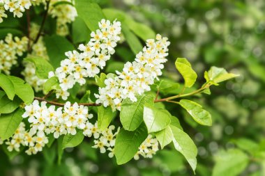 Kuş-kiraz dal doğa arka plan üzerinde