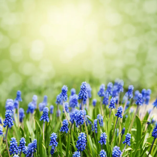 Krásný jarní pozadí s modrými květy — Stock fotografie