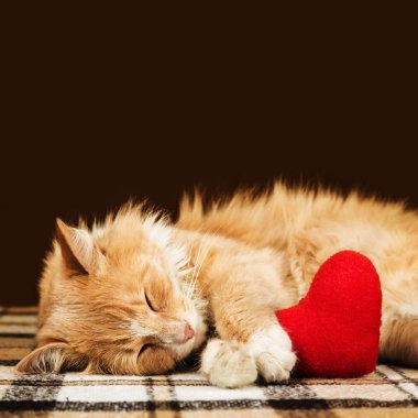 Kırmızı kabarık kedi uykuda sarılma yumuşak peluş kalp oyuncak