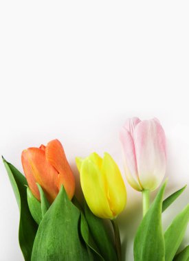 Farklı renklerde üç taze bahar laleler