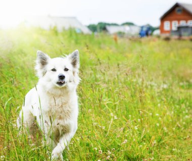 Beyaz tüylü köpek tarlada çalışan