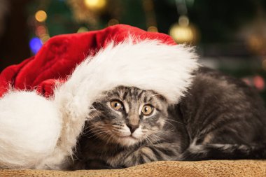 Bir Santa Claus şapka şenlikli arka plan üzerinde de küçük kedi