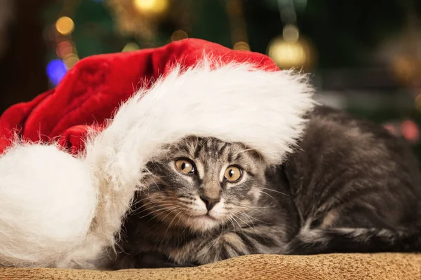 Pequeno gatinho em um chapéu de Papai Noel no fundo festivo — Fotografia de Stock