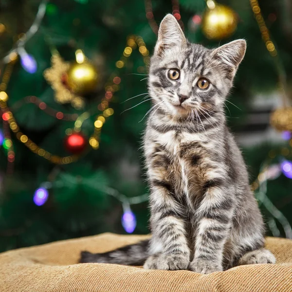 Sevimli küçük tabby yavru kedi oturur kameraya şenlikli bir arka plan üzerinde bir Noel ağacı ile arıyorum.