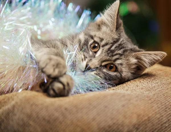 Noel dekorasyonu ile oynayan sevimli küçük tabby yavru kedi