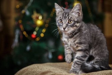 Küçük şirin Gri kedi tarafına bakarak kaldırdı onun pençe bir Noel arka planda
