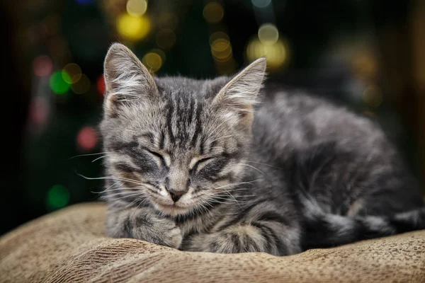 Прекрасный маленький полосатый котенок лежит на праздничном фоне с боке — стоковое фото