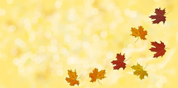 Fondo de otoño con hojas de arce —  Fotos de Stock