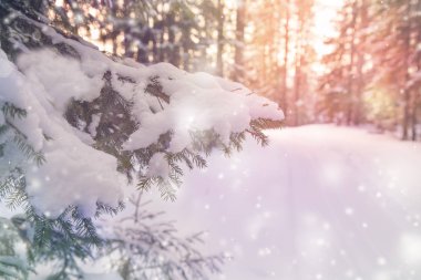 Kar, uçan kar, bokeh ile güzel kış arka plan ile serpilir Ladin Şubesi