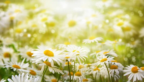 Όμορφο φόντο. Άνθη χαμομηλιού φωτίζονται από τον ήλιο. — Φωτογραφία Αρχείου