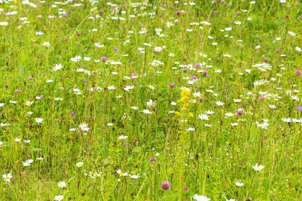 Летний луг с полевыми цветами — стоковое фото