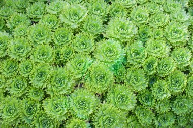 Güzel doku. Dekoratif yeşil yosun portre