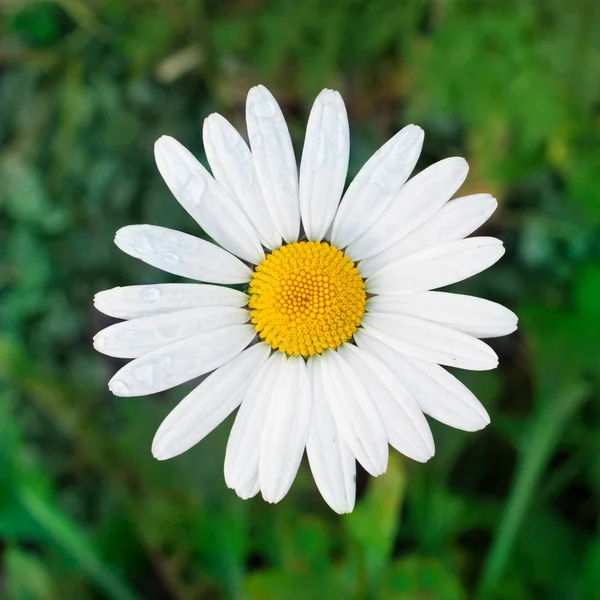 Pohled na nejlepší květinu na pozadí přírody — Stock fotografie