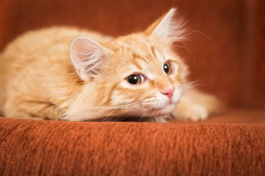 Çok güzel kırmızı kedi kanepede yatıyor
