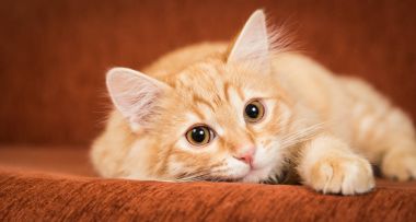 Çok güzel kırmızı kedi kanepede yatıyor