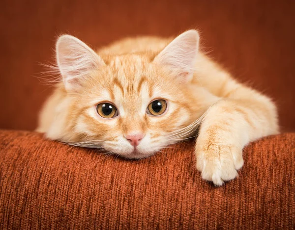 Прекрасный красный котёнок лежит на диване — стоковое фото