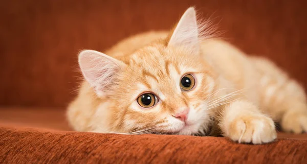 Precioso rojo gatito se encuentra en el sofá Imágenes de stock libres de derechos