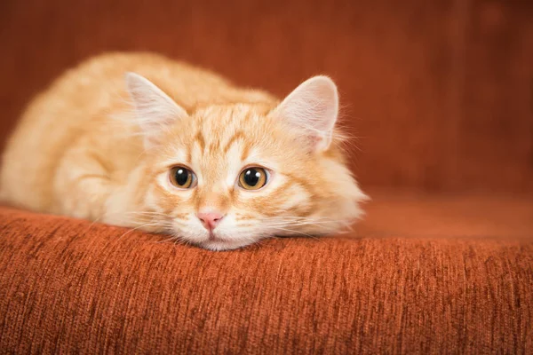 Szép vörös cica a kanapén — Stock Fotó