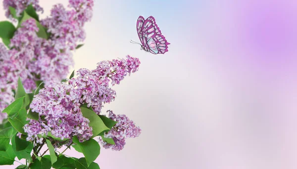 Όμορφο αφηρημένο φόντο. Μια πεταλούδα να πετά ένα λουλούδι λιλά. Royalty Free Φωτογραφίες Αρχείου