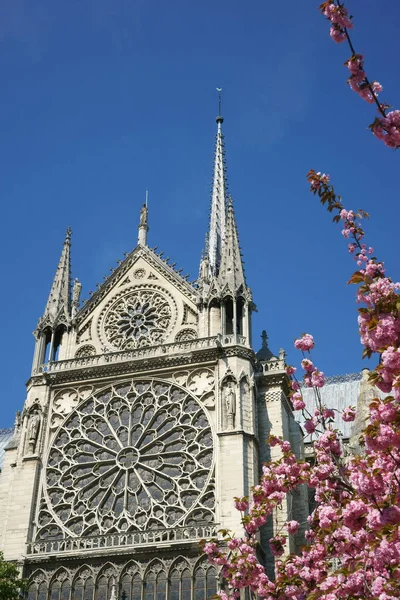 Details of the Notre Dame of Paris Cathedral before the April 2019 fire. South rose windows and the spires. Blue sky, pink cherry blossoms. April in Paris, Copy space. Paris, France.