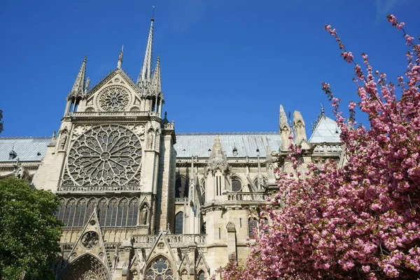 Detalii Despre Catedrala Notre Dame Paris Ferestrele Trandafir Din Sud — Fotografie, imagine de stoc