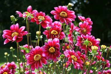 Pembe ve mor tek çiçekli Dahlia 'lar koyu ağaçların arka planında. Çiçek başlarından birinde polen toplayan yeşil bir Cetonia Aurata böceği. Kamu parkı.