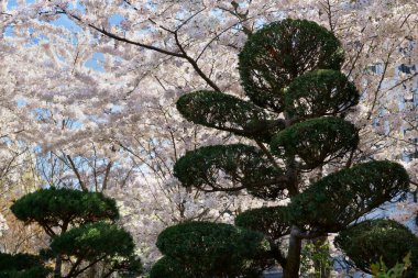 Japon tarzı budanmış çam ağaçları. Arka planda çiçek açan kiraz ağaçları. Şehir parkı.