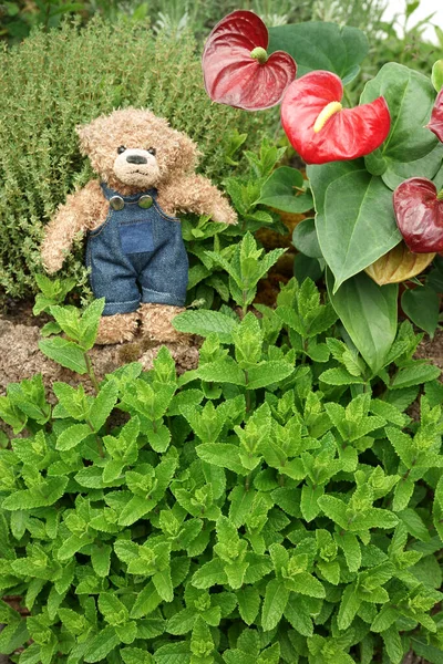 Ein Teddybär Jeans Steht Einem Garten Zwischen Kräutern Und Roten — Stockfoto