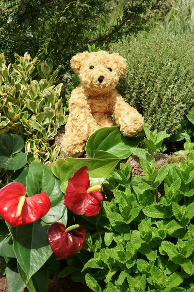 Urso Pelúcia Cão Brinquedo Macio Sentado Jardim Entre Ervas Flores — Fotografia de Stock