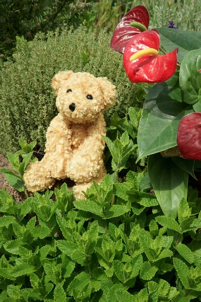 A cute soft toy Teddy bear or dog sitting in a garden between flowers and herbs. Peppermint and red Anthurium andraeanum flowers.