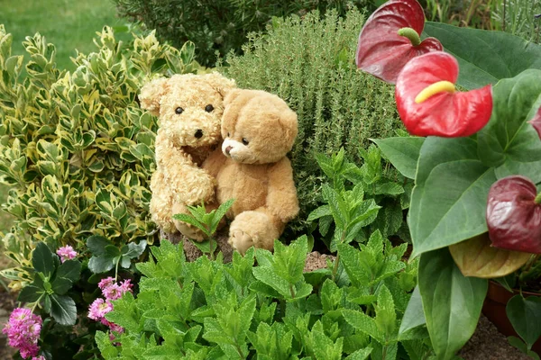 Casal Ursos Peluche Sentado Abraçando Jardim Entre Flores Plantas Decorativas — Fotografia de Stock