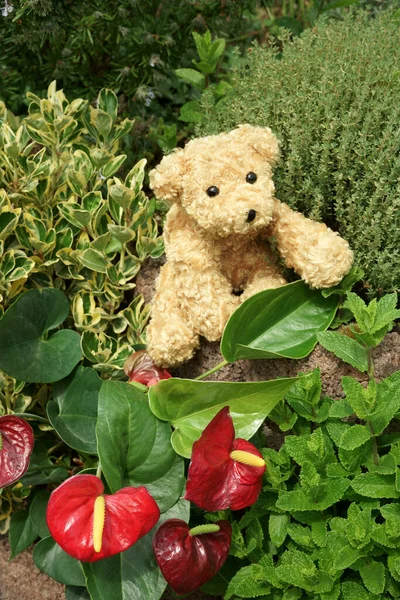 Brinquedo Macio Bonito Teddy Urso Cão Sentado Jardim Entre Flores — Fotografia de Stock