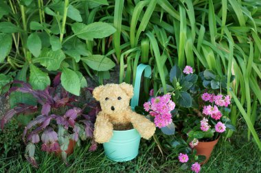 Oyuncak ayı ya da köpek yumuşak oyuncağı bahçede yetişen bitkinin üzerine yerleştirilmiş metal bir saksının içinde duruyor. Magenta-pembe çiçekler ve yeşil bitki örtüsü. Boşluğu kopyala.