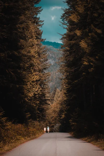 高速道路や山の夏の森 ストック写真