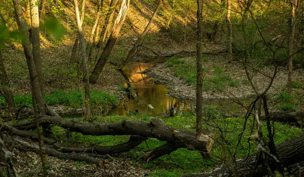 Primavera Caminha Livre Através Floresta Com Uma Lagoa — Fotografia de Stock