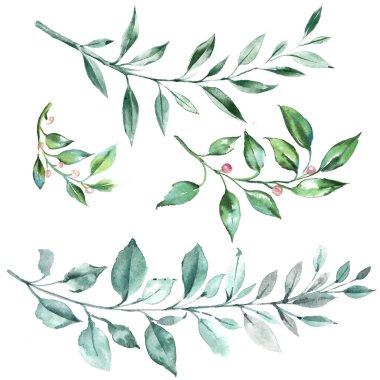 İzole edilmiş arkaplanda yeşil yapraklar, suluboya resimleme.