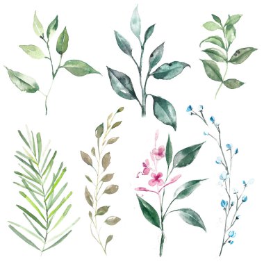 Yeşil yapraklar ve dallar. Suluboya çizimleri kümesi.