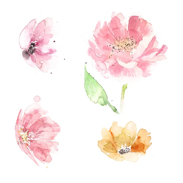 Set of watercolor illustrations of pink peonies on a white background. — Stock Photo, Image
