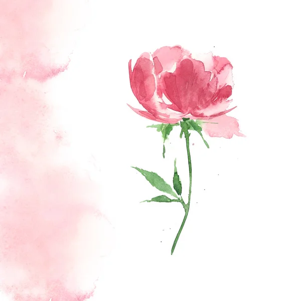 Watercolor illustration of peony flower, color coral, white background with watercolor stain. — Stock Photo, Image