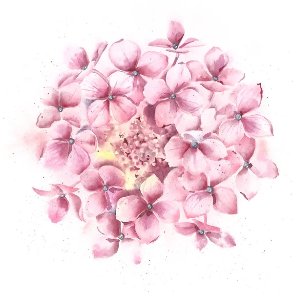 Fleur d'hortensia, illustration aquarelle haute résolution sur fond blanc . — Photo