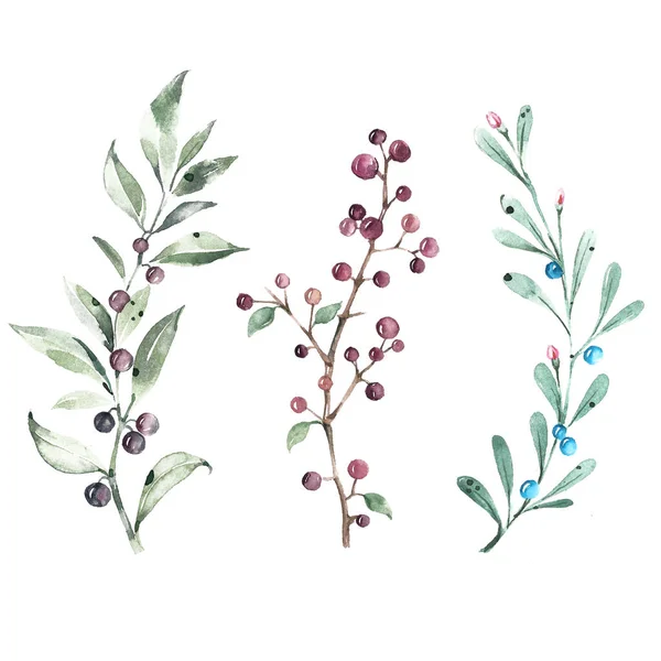 Set of watercolor illustrations. Branches of green leaves with black and blue berries. — Stock Photo, Image